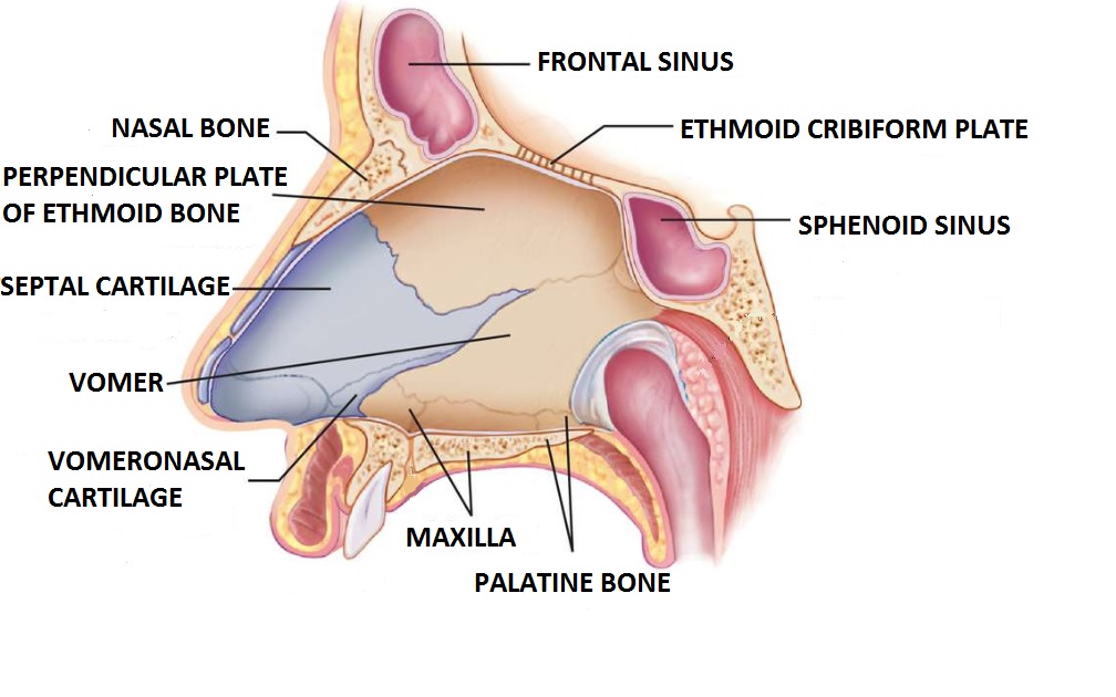 nasal anatomy