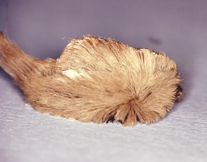 Figure 1. Puss caterpillar (Megalopyge opercularis). ID 6303 at the Public Health Image Library (PHIL) of the Centers for Disease Control and Prevention.