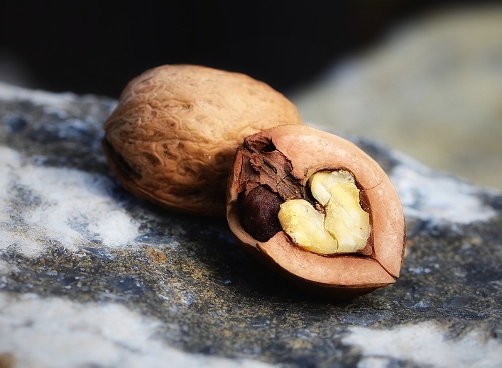 Figure 2. Black walnuts are common in central and eastern parts of the United States and southern Ontario, Canada.