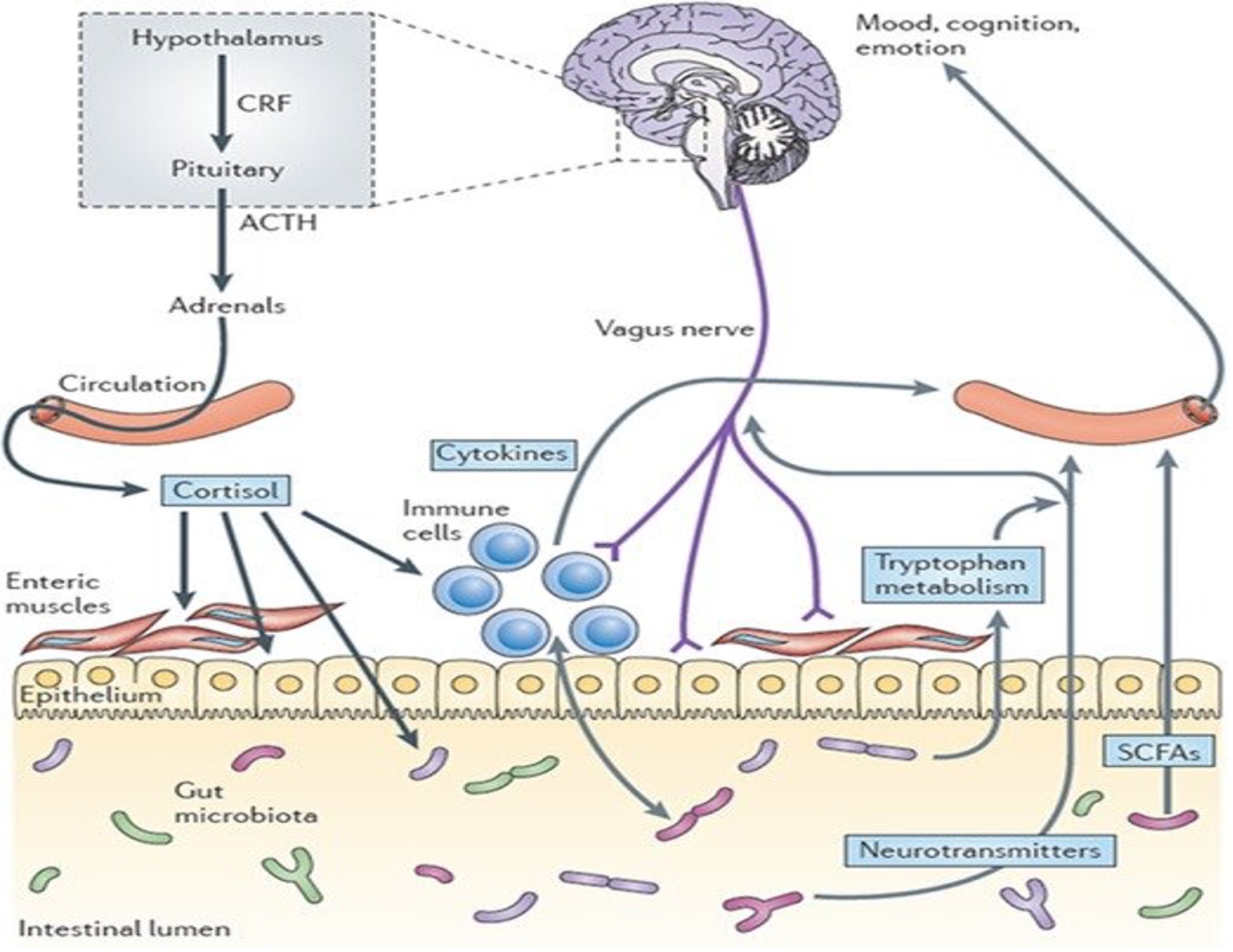 pathways involved in bidirectional con