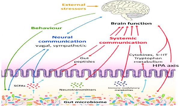 Mechanisms and pathways of gut dysbiosis