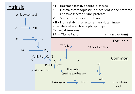 blood coagulation cascade