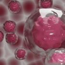 cancer cells