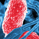 antibiotic resistence 