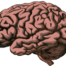 brain