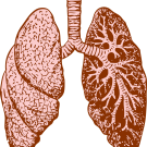 lungs