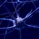 Nerve cells