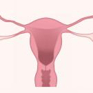 uterus diagram