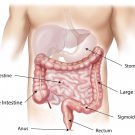 Abdomen