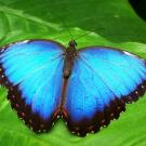 blue butterfly on a green leaf