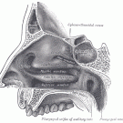 nose diagram