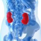Transparent blue Xray of a person. The person's kidneys stand out in the image. They are highlighted as red. 