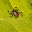 A tick bug on a leaf. 