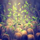 Gut microbiome depression connection graphic.