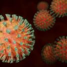 Coronavirus 
