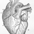 Illustration of a human heart. 