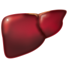 Liver