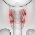 parathyroid