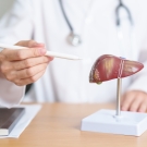 liver doctor