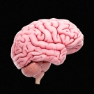 Brain