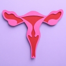 uterus
