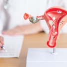 Doctor writing next to a model of a cervix