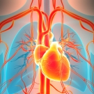 cardiovascular system