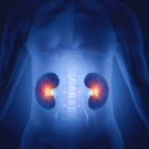 Illustration of an x-ray of person's body, with the kidneys highlighted.