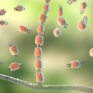 Coccidioides immitis