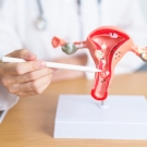 Doctor pointing to a model of a uterus