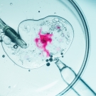 close-up of in vitro fertilization