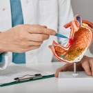 doctor pointing to model of a stomach