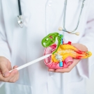 doctor pointing to model of pancreas