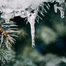 icicle hanging from pine branch