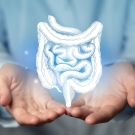 Digestive system image