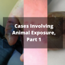 Animal exposure