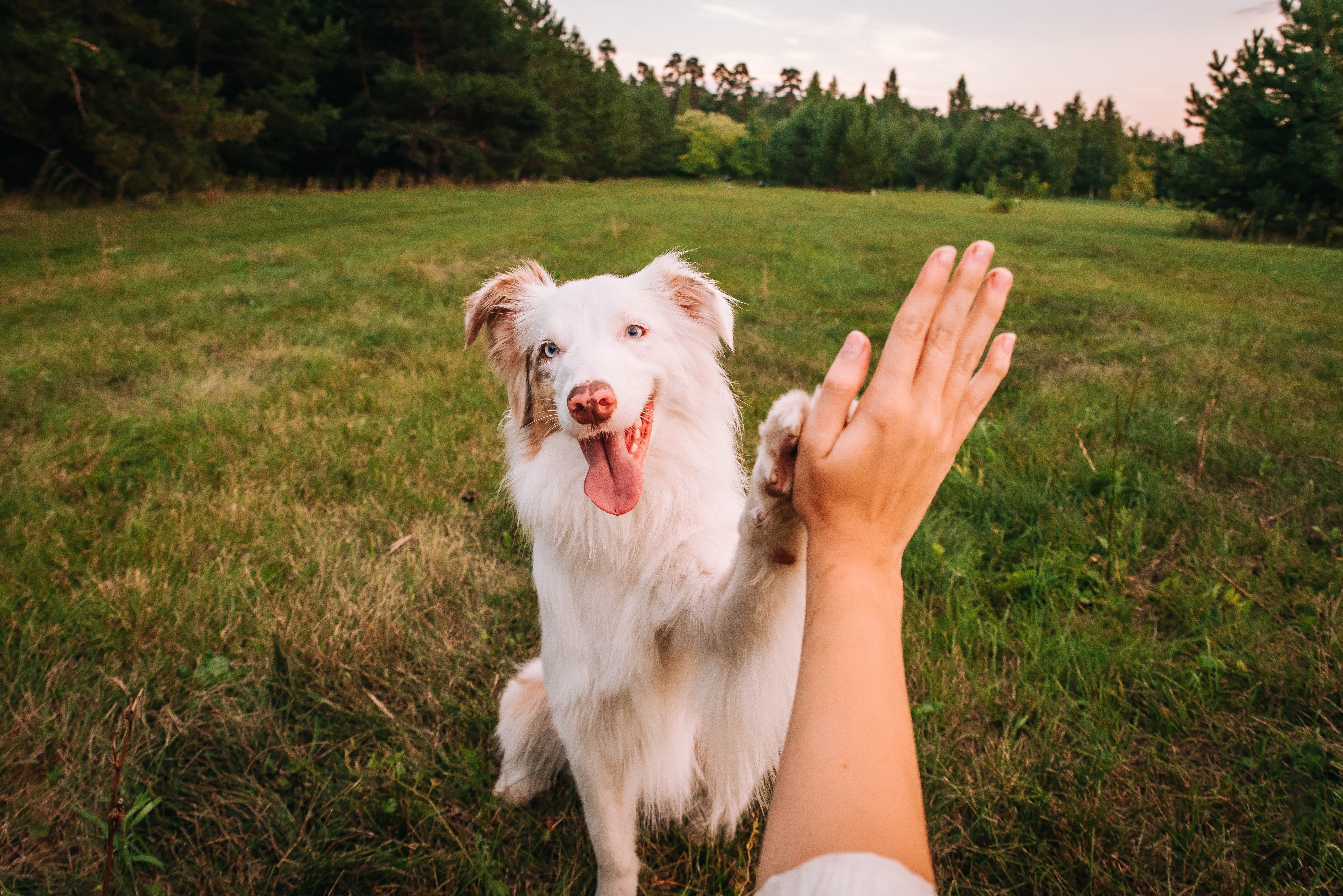 random_Dog
