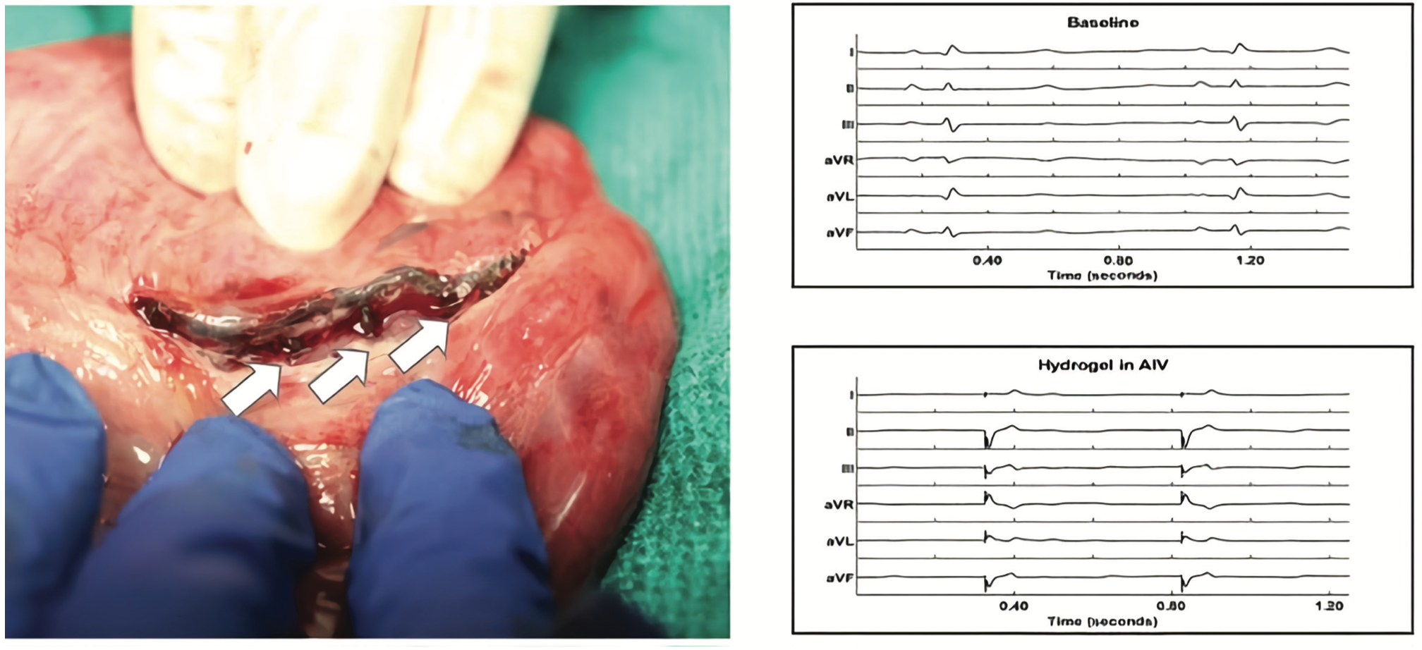 Safavi-Naeini Electrophysiology Figure 3