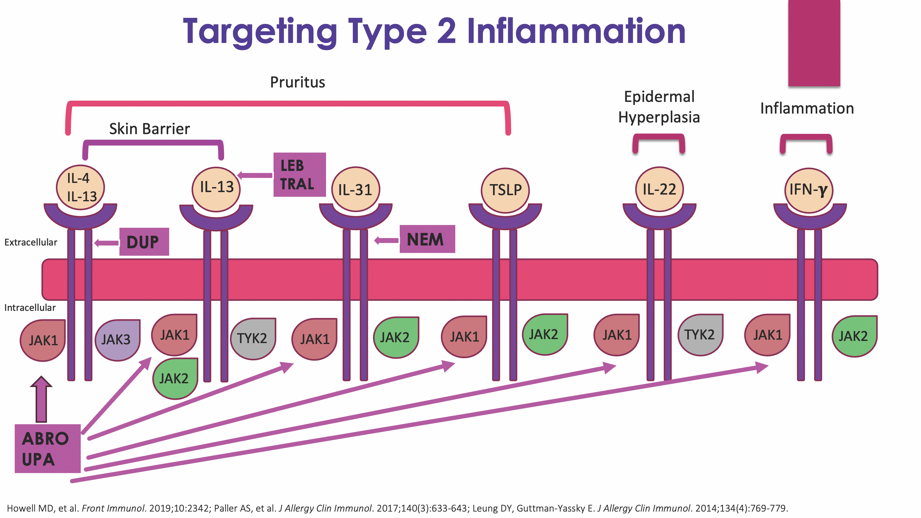 type 2 inflammation