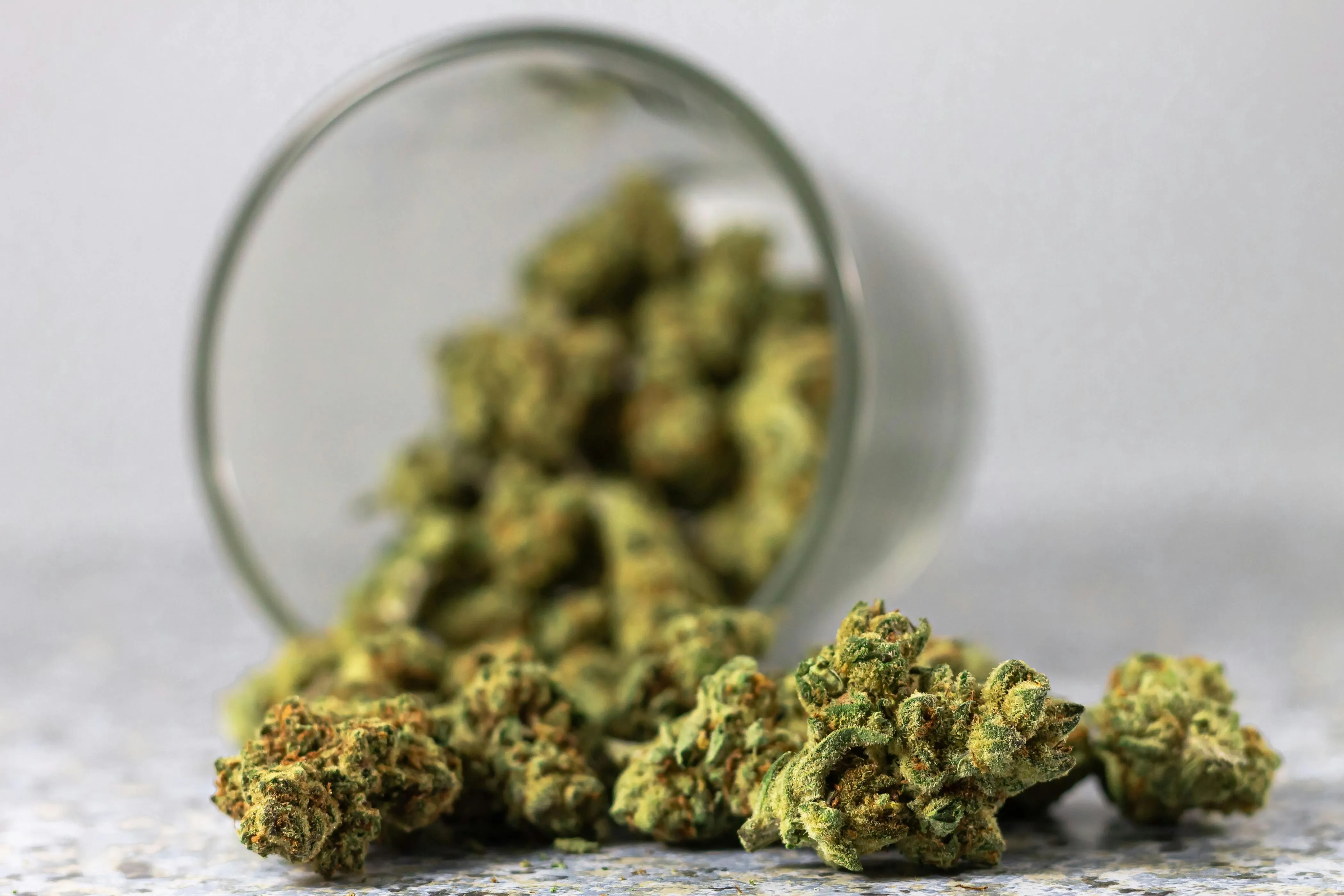 Cannabis