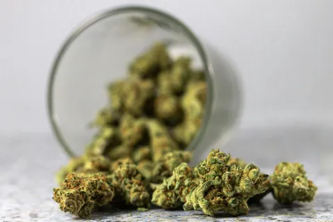Cannabis