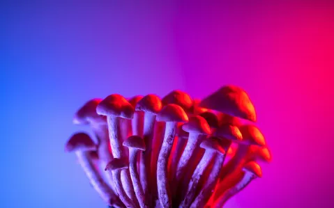 Cluster of mushrooms on a brightly colored purple and pink background.