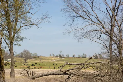 Landscape