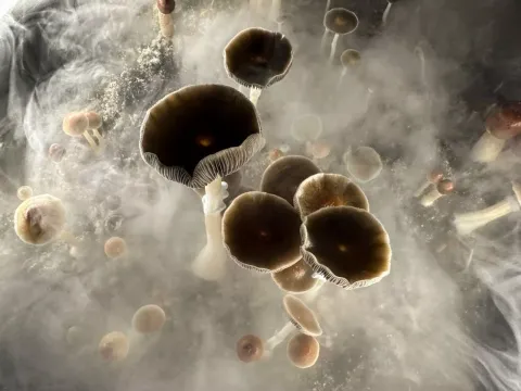 psilocybin