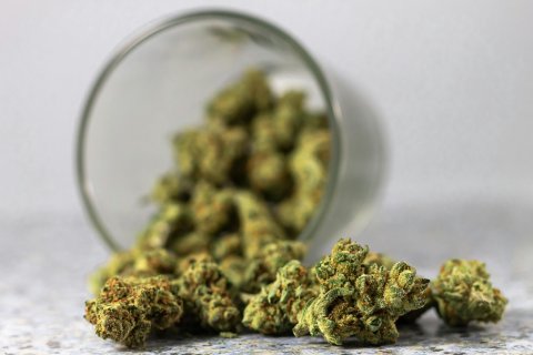 Cannabis